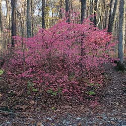 a tree with red leafs