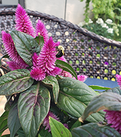 bee on flower