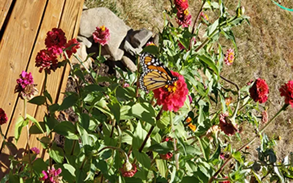 A butterfly on a flower