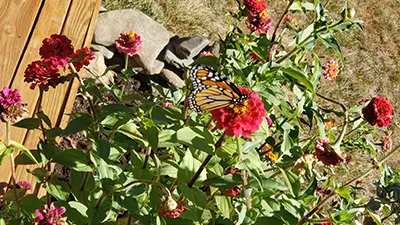 butterfly on flower