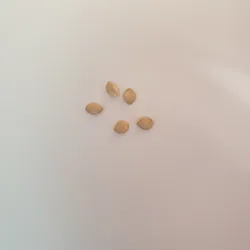 squash seeds